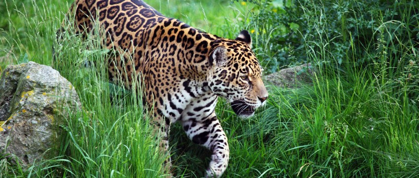 jaguar walking in Nicaragua